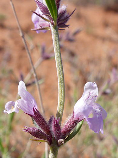 Grey Mint; Poliomintha incana, Bonelli Spring Route, Vermilion Cliffs National Monument, Arizona