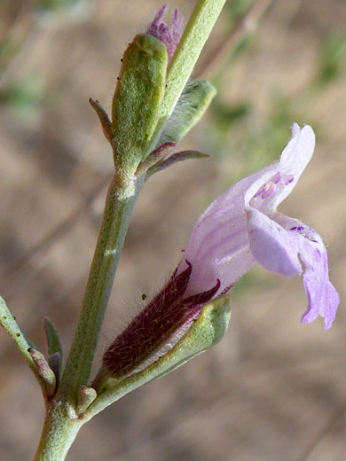 Two-lipped flower