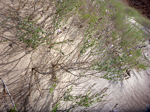 Shrub-like plant