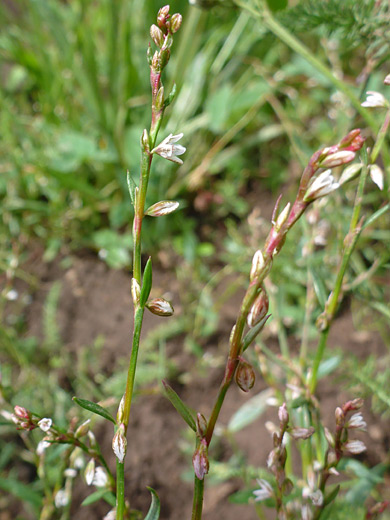 Douglas' Knotweed; Small white flowers of polygonum douglasii - Manns Peak Trail, La Sal Mountains, Utah