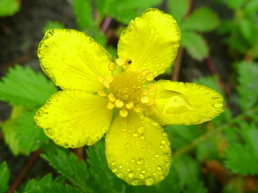 Silverweed