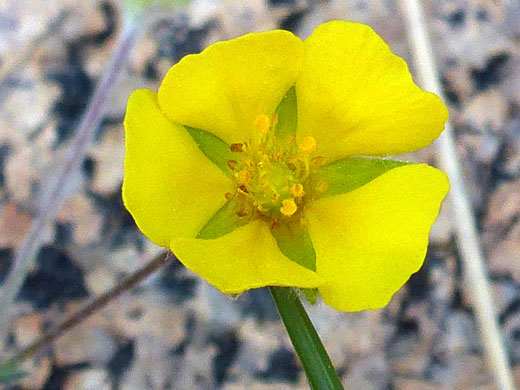 Brewer's Cinquefoil; Potentilla breweri (brewer's cinquefoil), South Lake Trail, Sierra Nevada, California