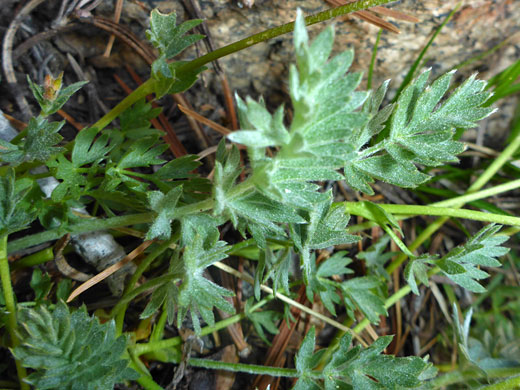 Brewer's Cinquefoil