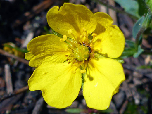 Mountain Meadow Cinquefoil; Potentilla glaucophylla - Brown Creek Trail, Great Basin National Park, Nevada