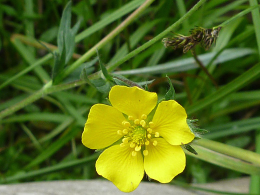 Slender Cinquefoil; Potentilla gracilis beside Lake Irene, Rocky Mountain National Park, Colorado