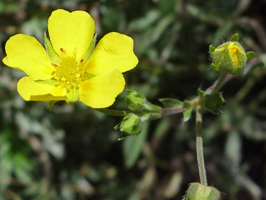 Woolly Cinquefoil; Potentilla hippiana (woolly cinquefoil), along the Sneffels Highline Trail, San Juan Mountains, Colorado