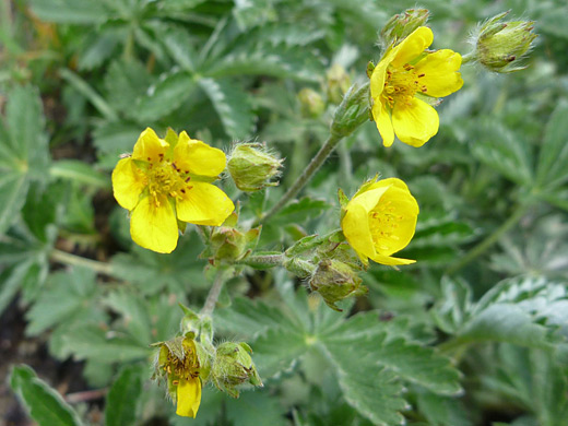 Beautiful Cinquefoil; Potentilla pulcherrima (beautiful cinquefoil) along the Ice Lake Trail in the San Juan Mountains, Colorado