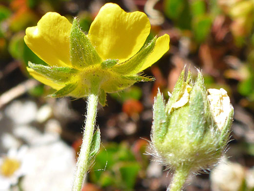 Calyces