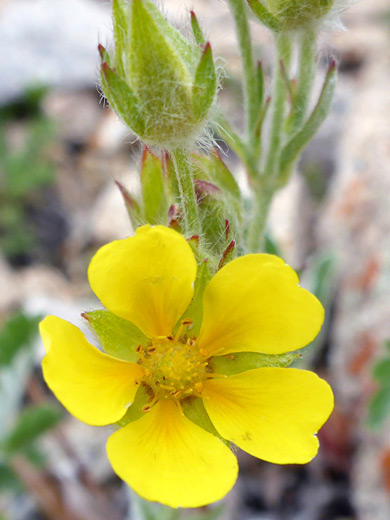 Rocky Mountain Cinquefoil; Potentilla rubricaulis - Manns Peak Trail, La Sal Mountains, Utah