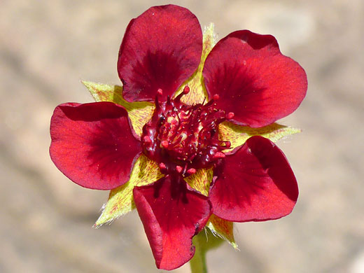Scarlet Cinquefoil; Scarlet cinquefoil (potentilla thurberi), West Fork of Oak Creek, Sedona, Arizona