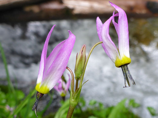 Sierra Shooting Star; Sierra shooting star (primula jeffreyi), Alpine Lakes Trail, Great Basin National Park, Nevada