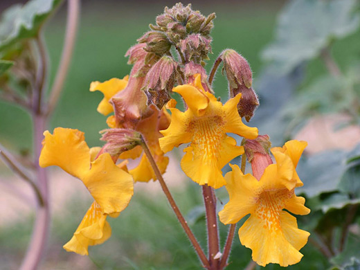 Devil's Horn; Yellow flowers of proboscidea althaeifolia, near Tucson, Arizona