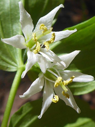 Roughfruit Fairybells; Prosartes trachycarpa, Telluride, Colorado 