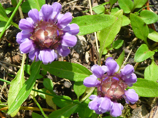 Common Self-Heal; Two flower heads of prunella vulgaris (common self-heal), Grand Teton National Park