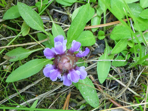 Common Self-Heal