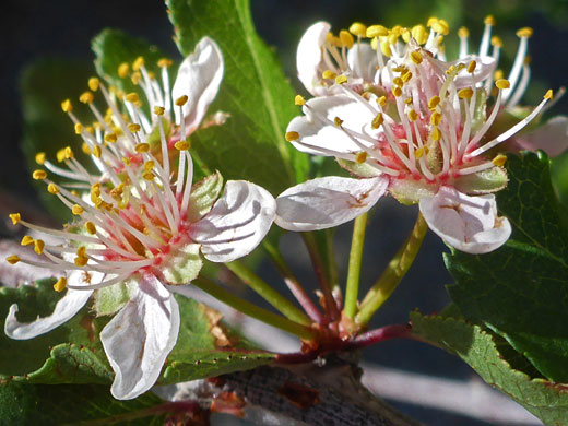 Desert Apricot; Prunus fremontii (desert apricot), Plum Canyon, Anza Borrego Desert State Park, California