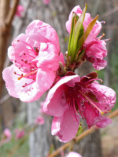 Peach; Inflorescence; prunus persica, Three Springs Loop, Madera Canyon, Arizona