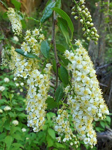 Chokecherry; Chokecherry (prunus virginiana), Kelly Canyon, Sedona, Arizona