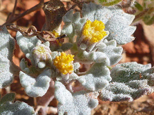 Densely-hairy leaves