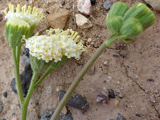 Naked Brittle-Stem; Psathyrotopsis scaposa, Dome Trail, Big Bend Ranch State Park, Texas