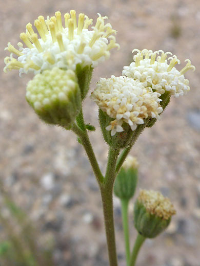 Naked Brittle-Stem