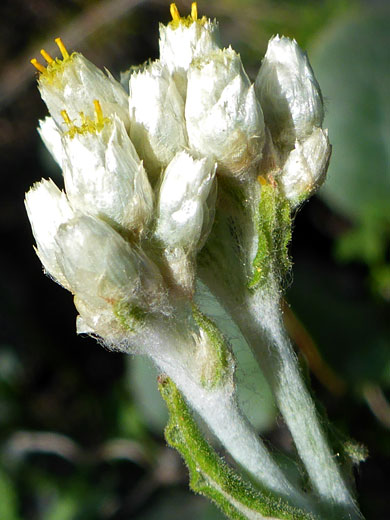 Two-Color Rabbit Tobacco; Pseudognaphalium biolettii (two-color rabbit tobacco), Bayside Trail, Cabrillo National Monument, California