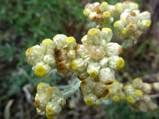 Cotton-Batting-Plant