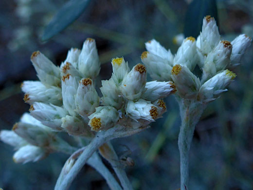 Northwestern Rabbit-Tobacco; Northwestern rabbit-tobacco (pseudognaphalium thermale), Sequoia National Park, California