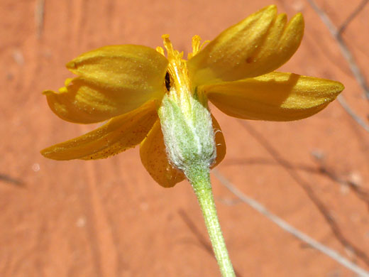 Hairy phyllaries