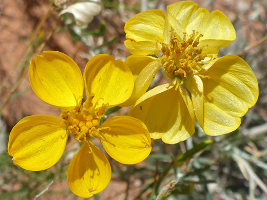 Whitestem Paper Flower; Psilostrophe cooperi (whitestem paper flower), Whitney Pocket, Nevada