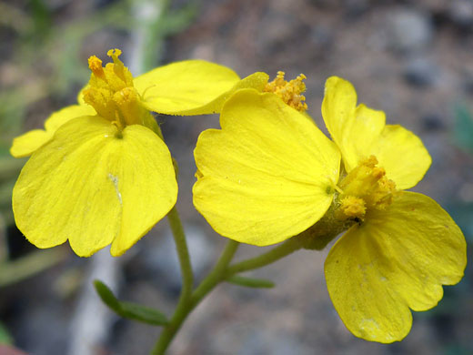 Two flowerheads
