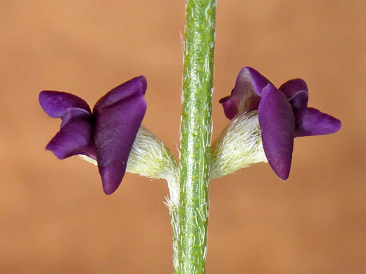 Rush Lemonweed; Rush lemonweed (psoralidium junceum), Thousand Pockets, Vermilion Cliffs National Monument, Arizona