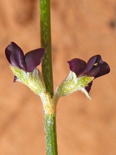 Opposite flowers