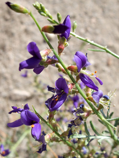 Mojave Indigo Bush; Flowers and stems of psorothamnus arborescens var arborescens, near Contact Mine, Joshua Tree National Park, California