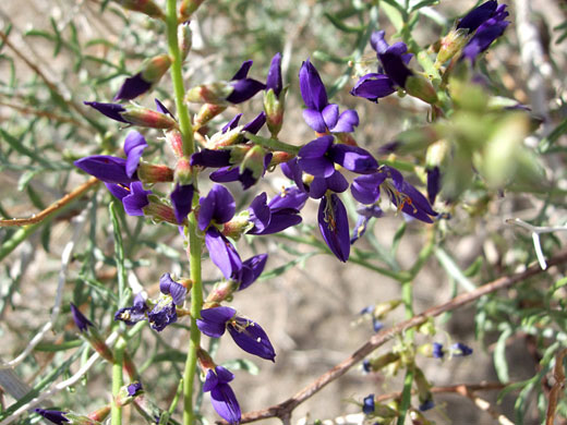 Deep-purple flowers