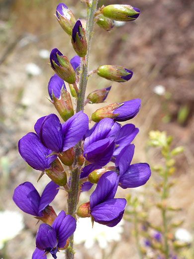 Mojave Indigo Bush