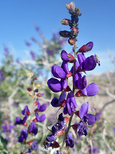 Elongated flower cluster