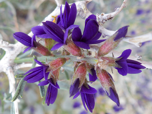 Fremont's Indigo Bush; Fremont's indigo bush, Mojave Trails National Monument, California