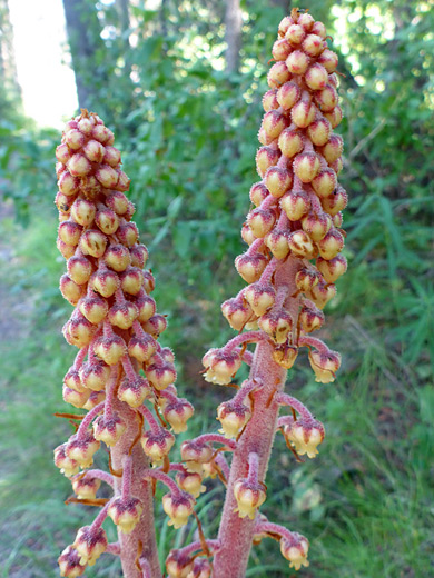 Woodland Pinedrops; Flower spikes of pterospora andromedea (woodland pinedrops), Grand Teton National Park