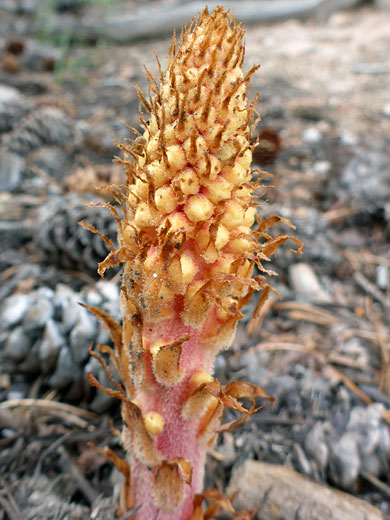 Developing stem