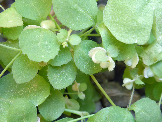 Woodland Threadstem; Small white flowers and round green leaves; pterostegia drymarioides, Titus Canyon, Death Valley National Park, California