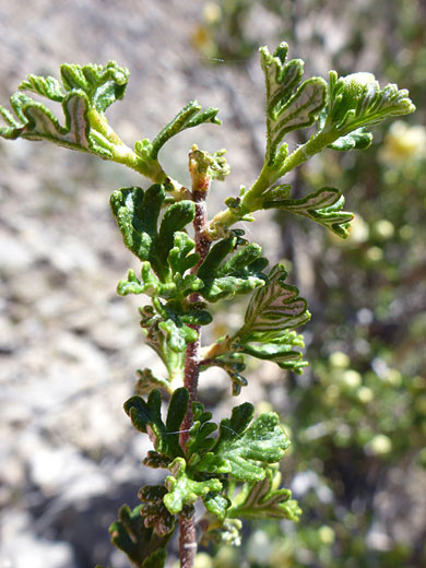 Glandular leaves