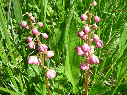 Pink Wintergreen; Two flower stalks of pink wintergreen (pyrola asarifolia), along the Timber Lake Trail, Rocky Mountain National Park, Colorado
