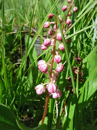 Flower spike