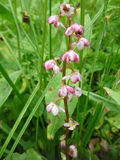 Pink Wintergreen