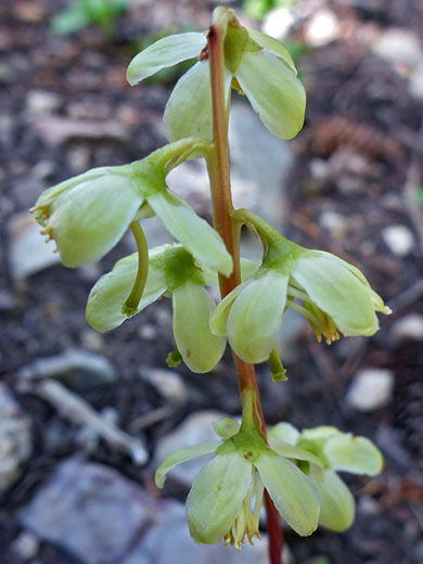 Green-Flowered Wintergreen; Green-flowered wintergreen (pyrola chlorantha), Brown Creek Trail, Great Basin National Park, Nevada