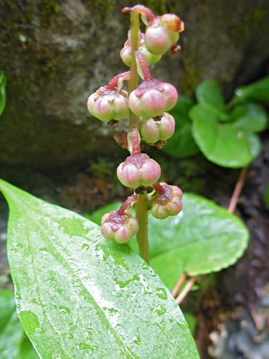 Small Wintergreen; Pendant seed capsules of pyrola minor, Geyser Basin Road, La Sal Mountains, Utah