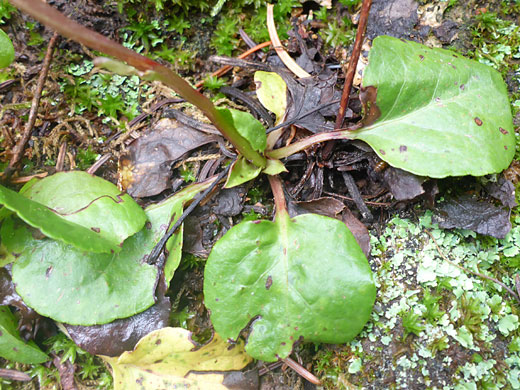 Small Wintergreen