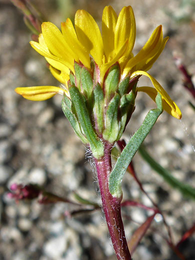 Alpine Flames; Pyrrocoma apargioides (alpine flames), South Lake Trail, Sierra Nevada, California