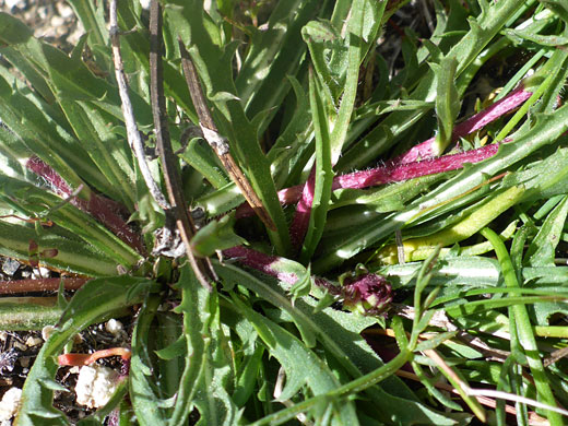 Toothed leaves